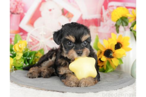 販売中の千葉県のミックス犬-388328の3枚目